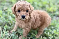 Cassie, a female Poodle - Toy  for sale in Shipshewana, IN – 3 of 9