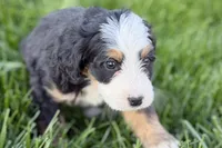 Oreo, a male Bernedoodle for sale in Shipshewana, IN – 3 of 10