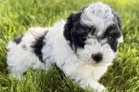 Parker, a male Poodle - Miniature  for sale in Shipshewana, IN – 7 of 10