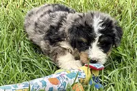 Yeller, a male Bernese Mountain Dog and Miniature Bernedoodle for sale in Shipshewana, IN – 4 of 9