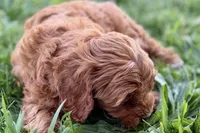 Waldo, a male Miniature Goldendoodle for sale in Shipshewana, IN – 4 of 10