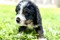 Yukon, a male Bernese Mountain Dog and Miniature Bernedoodle for sale in Shipshewana, IN – 3 of 9
