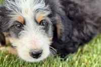Oreo, a male Bernedoodle for sale in Shipshewana, IN – 1 of 10