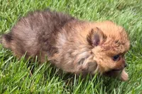 Toby, a male Pomeranian for sale in Shipshewana, IN – 2 of 6