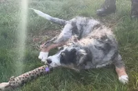 Yeller, a male Miniature Bernedoodle for sale in Shipshewana, IN – 9 of 10