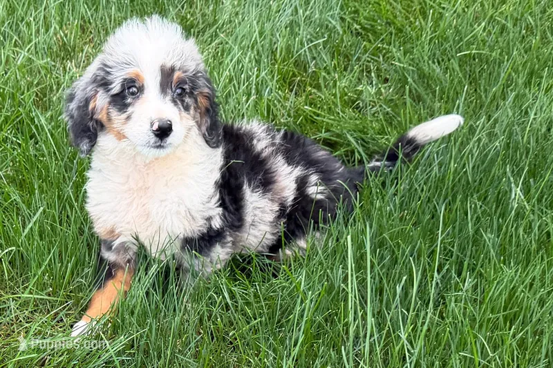 Jared – Bernedoodle puppy for sale in Shipshewana, IN
