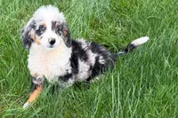 Jared, a male Bernedoodle for sale in Shipshewana, IN – 1 of 9