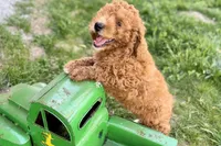 Whisper, a female Miniature Goldendoodle for sale in Shipshewana, IN – 7 of 8