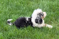 Jared, a male Bernedoodle for sale in Shipshewana, IN – 9 of 9