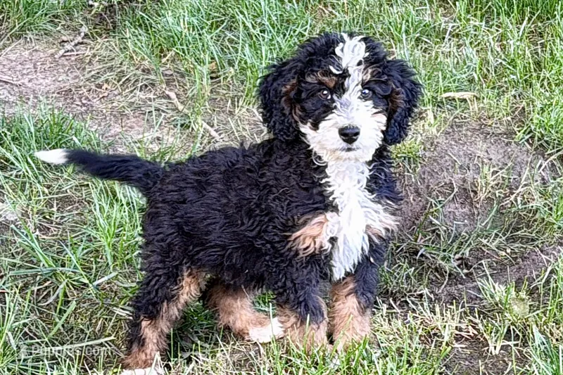 Ollie – Bernedoodle puppy for sale in Shipshewana, IN