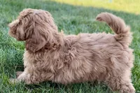 Orlo, a male Goldendoodle for sale in Shipshewana, IN – 7 of 8