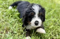 Yukon, a male Bernese Mountain Dog and Miniature Bernedoodle for sale in Shipshewana, IN – 7 of 9