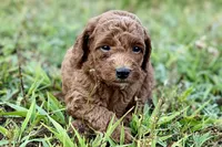 Chip, a male Poodle - Toy  for sale in Shipshewana, IN – 2 of 10