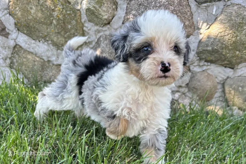 Jara – Bernedoodle puppy for sale in Shipshewana, IN