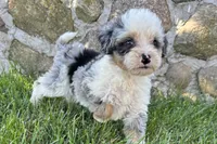 Jara, a female Bernedoodle for sale in Shipshewana, IN – 1 of 6