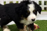 Henry, a male Bernese Mountain Dog for sale in Shipshewana, IN – Photo 2 of 8