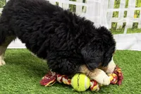 Henry, a male Bernese Mountain Dog for sale in Shipshewana, IN – Photo 7 of 8