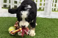 Henry, a male Bernese Mountain Dog for sale in Shipshewana, IN – Photo 5 of 8