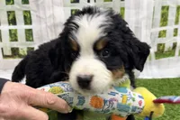 Henry, a male Bernese Mountain Dog for sale in Shipshewana, IN – Photo 1 of 8