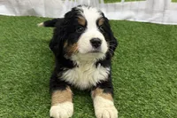 Henry, a male Bernese Mountain Dog for sale in Shipshewana, IN – Photo 8 of 8