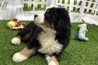 Henry, a male Bernese Mountain Dog for sale in Shipshewana, IN – Photo 3 of 8