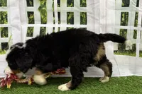 Henry, a male Bernese Mountain Dog for sale in Shipshewana, IN – Photo 6 of 8
