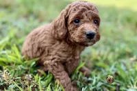 Chip, a male Poodle - Toy  for sale in Shipshewana, IN – 3 of 10