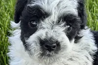 Patch , a male Poodle - Miniature  for sale in Shipshewana, IN – 7 of 10
