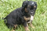 Ordin, a male Bernedoodle for sale in Shipshewana, IN – 9 of 9