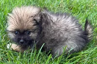 Ursula, a female Pomeranian for sale in Shipshewana, IN – 6 of 6