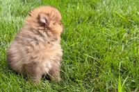 Toby, a male Pomeranian for sale in Shipshewana, IN – 3 of 6