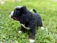 Yukon, a male Bernese Mountain Dog and Miniature Bernedoodle for sale in Shipshewana, IN – 6 of 9