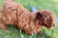 Waverly, a female Miniature Goldendoodle for sale in Shipshewana, IN – 10 of 10