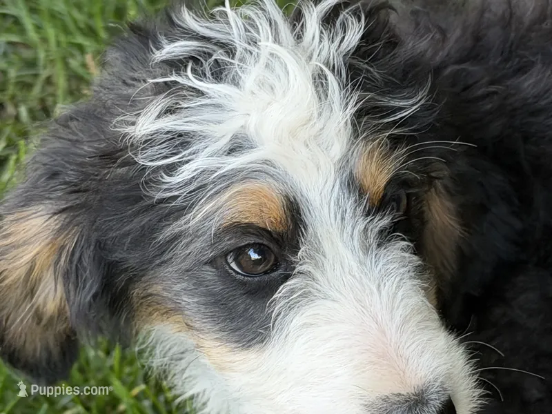 Oreo – Bernedoodle puppy for sale in Shipshewana, IN