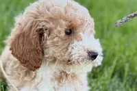 Orvan , a male Goldendoodle for sale in Shipshewana, IN – 2 of 10