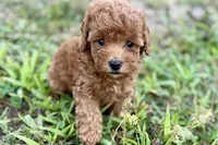 Bristol, a female Poodle - Toy  for sale in Shipshewana, IN – 4 of 9