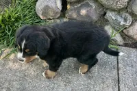 Honey, a female Bernese Mountain Dog for sale in Shipshewana, IN – 5 of 6
