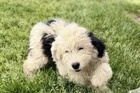 Willow , a female Miniature Bernedoodle for sale in Shipshewana, IN – 4 of 10