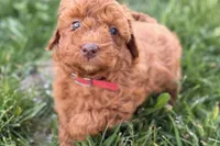 Winter, a female Miniature Goldendoodle for sale in Shipshewana, IN – 3 of 9