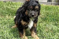 Odin, a male Miniature Bernedoodle for sale in Shipshewana, IN – 5 of 10