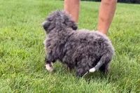 Yulian , a male Miniature Bernedoodle for sale in Shipshewana, IN – 7 of 9