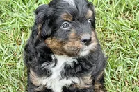 Orbit, a male Bernedoodle for sale in Shipshewana, IN – 9 of 9