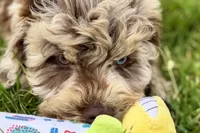 York, a male Goldendoodle for sale in Shipshewana, IN – 3 of 10