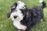 Oak, a male Bernedoodle for sale in Shipshewana, IN – 9 of 10