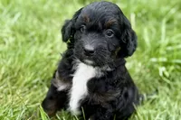 Olivia , a female Bernedoodle for sale in Shipshewana, IN – 2 of 9