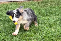 Yeller, a male Miniature Bernedoodle for sale in Shipshewana, IN – 4 of 10