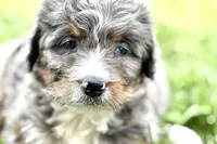 Yola, a female Bernese Mountain Dog and Miniature Bernedoodle for sale in Shipshewana, IN – 6 of 10