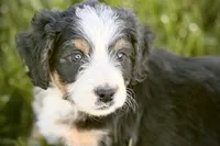 Oaklynn, a female Bernedoodle for sale in Shipshewana, IN – 10 of 10
