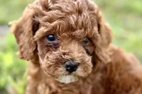Bree, a female Poodle - Toy  for sale in Shipshewana, IN – 1 of 9