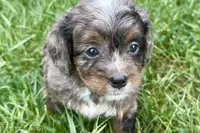 Orion, a male Bernedoodle for sale in Shipshewana, IN – 4 of 9